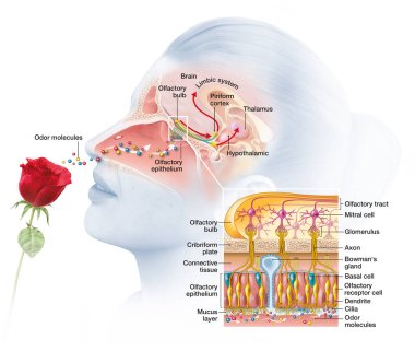 Olfactory sense, sense of smell, detailed illustration of the olfactory region clipart