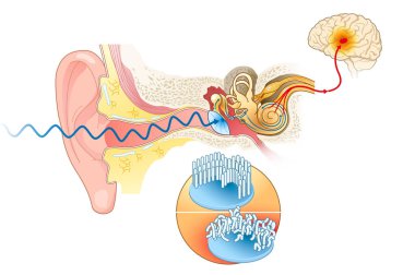 Illustration showing the way of a sound wave to the brain, labeled clipart