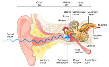 Illustration showing the way of a sound wave to the brain, labeled clipart