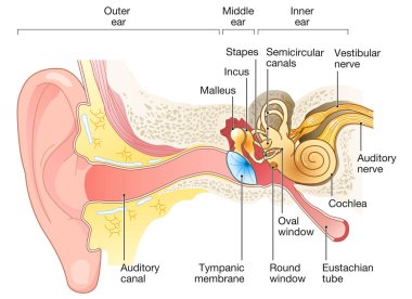 Illustration showing the way of a sound wave to the brain, labeled clipart