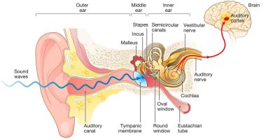 Illustration showing the way of a sound wave to the brain, labeled clipart