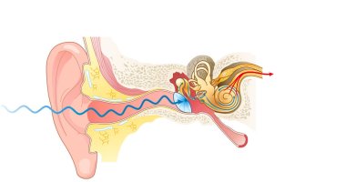 Illustration showing the way of a sound wave to the brain, labeled clipart