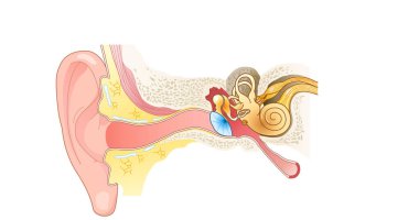 Illustration showing the way of a sound wave to the brain, labeled clipart