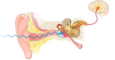 Illustration showing the way of a sound wave to the brain, labeled clipart
