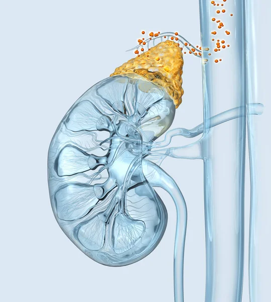 具有突出肾上腺和在血管中漂浮的激素的人的肾 3D插图 — 图库照片