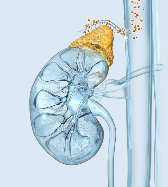 Human Njure Med Markerad Binjuren Och Hormon Flyter Blodkärl Illustration — Stockfoto