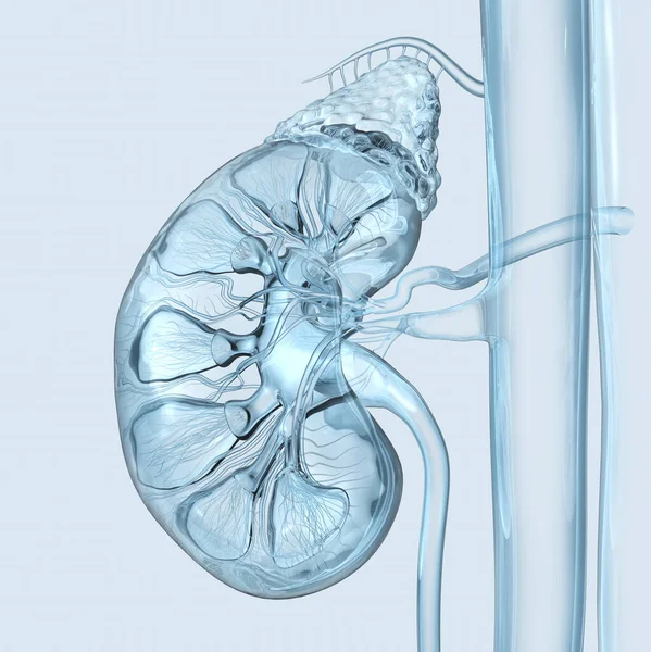 Medically Illustration Showing Healthy Human Kidney Nal Gland Ray Style — Stock Photo, Image