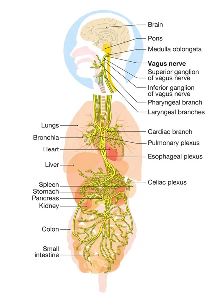 Иллюстрация Показывающая Мозг Активный Блуждающий Нерв Десятый Черепной Нерв Человеческими — стоковое фото