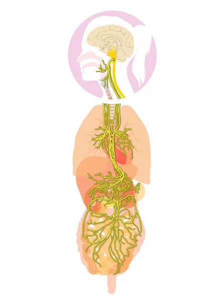 Illustration Montrant Cerveau Nerf Vagin Actif Dixième Nerf Crânien Avec — Photo