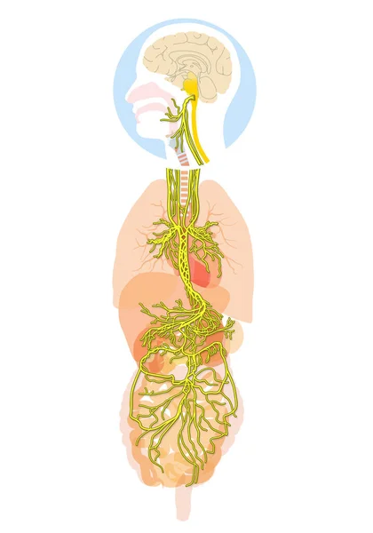 Ilustración Que Muestra Cerebro Nervio Vago Activo Décimo Nervio Craneal — Foto de Stock