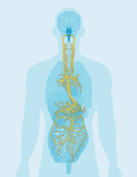 Ilustración Que Muestra Cerebro Nervio Vago Décimo Nervio Craneal Con — Foto de Stock