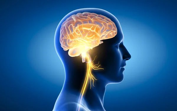 Illustrazione Mostra Cervello Nervo Vago Attivo Decimo Nervo Cranico — Foto Stock