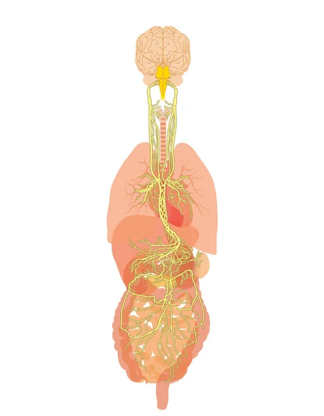 Illustration showing brain and vagus nerve (tenth cranial nerve or CN X) with human organs