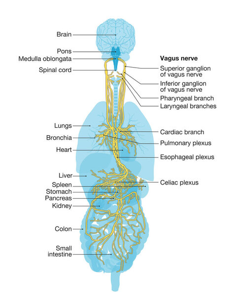 Иллюстрация, показывающая мозг и блуждающий нерв (десятый черепной нерв или CN X) с человеческими органами