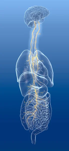 Illustration Showing Brain Active Vagus Nerve Tenth Cranial Nerve Human — Stock Photo, Image