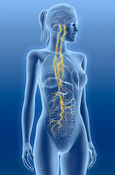Ілюстрація Показує Мозок Активний Вагінальний Нерв Десятий Черепний Нерв Або — стокове фото
