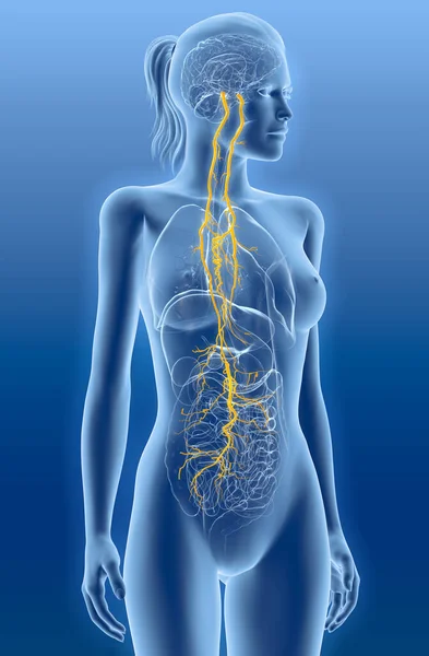 Ilustración Que Muestra Cerebro Nervio Vago Activo Décimo Nervio Craneal — Foto de Stock