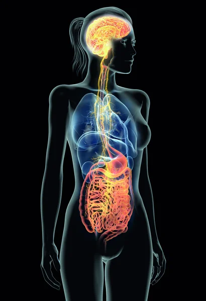 脳と活動性膣神経 第10回頭蓋神経またはCn をヒト臓器で示す3Dイラスト — ストック写真