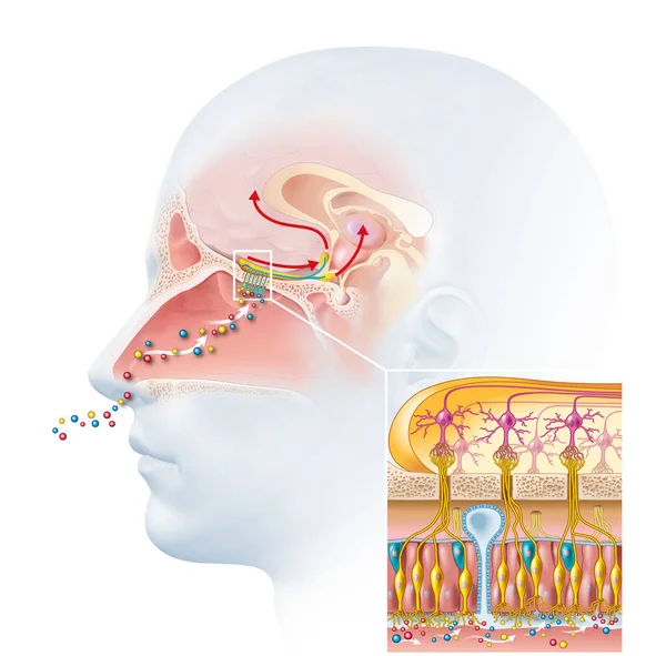 Senso Olfattivo Olfatto Illustrazione Dettagliata Della Regione Olfattiva — Foto Stock