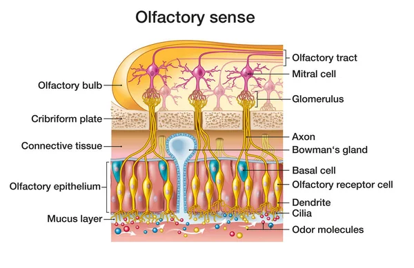 Olfactory sense, sense of smell, detailed illustration of the olfactory region