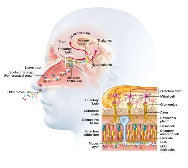 Olfactory Sense Sense Smell Detailed Illustration Olfactory Region — Stock Photo, Image