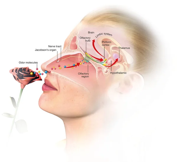 Sentido Olfativo Una Mujer —  Fotos de Stock