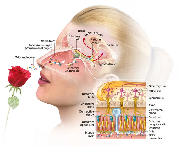 Olfactory Sense Sense Smell Detailed Illustration Olfactory Region — Stock Photo, Image