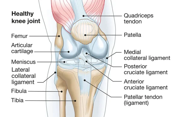 Nauwkeurige Medische Illustratie Met Kniegewricht Met Ligamenten Meniscus Gewrichtskraakbeen Dijbeen — Stockfoto
