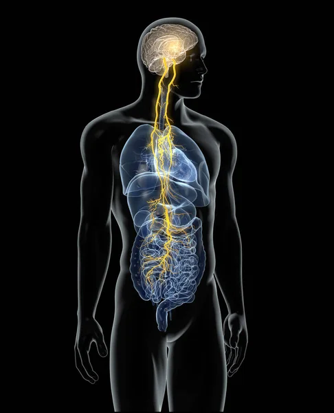 Ilustración Que Muestra Cerebro Nervio Vago Activo Décimo Nervio Craneal —  Fotos de Stock