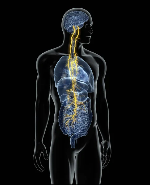 Illustration Showing Brain Active Vagus Nerve Tenth Cranial Nerve Human — Stock Photo, Image