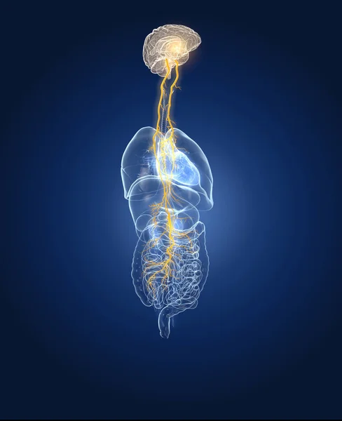 Иллюстрация Показывающая Мозг Активный Блуждающий Нерв Десятый Черепной Нерв Человеческими — стоковое фото