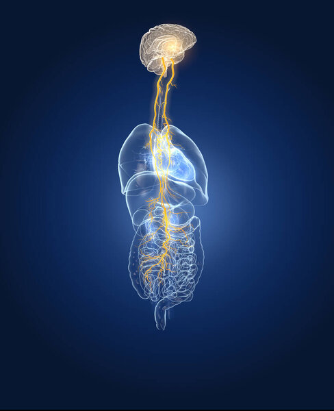 3D иллюстрация, показывающая мозг и активный блуждающий нерв (десятый черепной нерв или CN X) с человеческими органами