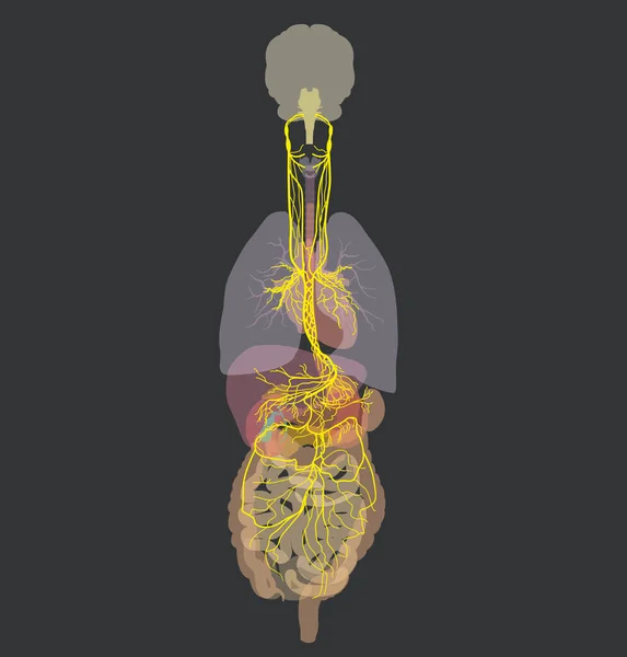 Ilustración Que Muestra Cerebro Nervio Vago Activo Décimo Nervio Craneal — Foto de Stock