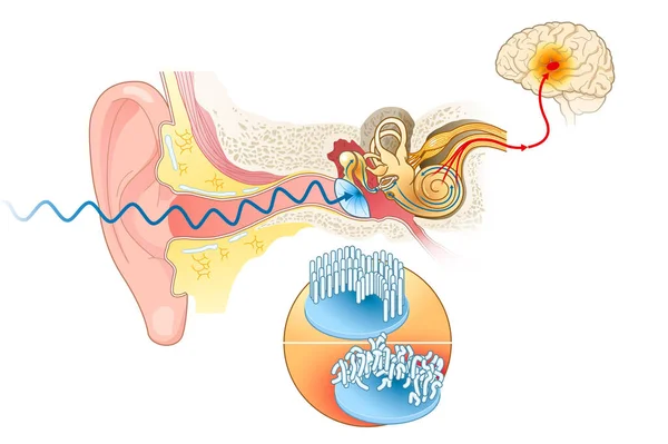 说明声波到达大脑的方式的图解 标有标签 — 图库照片