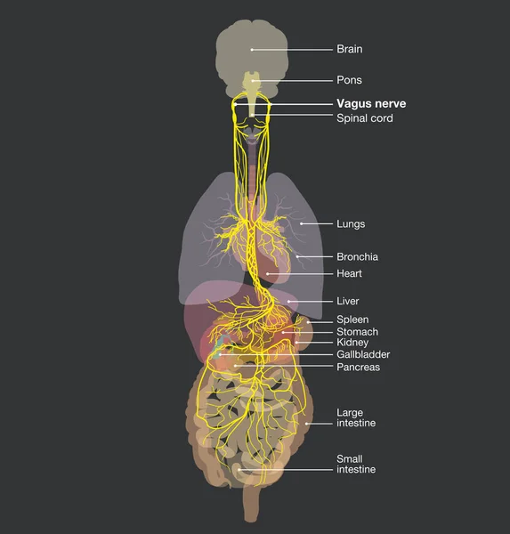 Illustrazione Mostra Cervello Nervo Vago Attivo Decimo Nervo Cranico Organi — Foto Stock