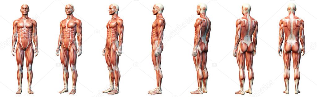 3D illustration showing muscles of a man