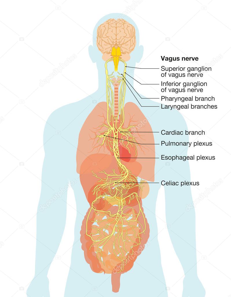 Illustration showing brain and vagus nerve (tenth cranial nerve or CN X) with human organs