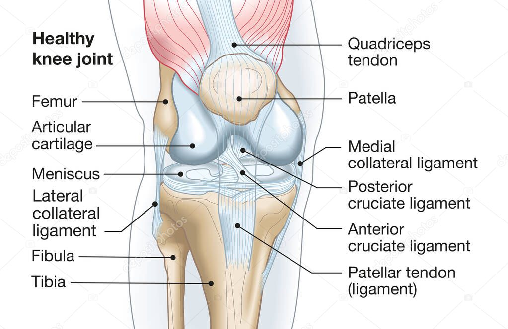 Accurate medically illustration showing knee joint with ligaments, meniscus, articular cartilage, femur and tibia.