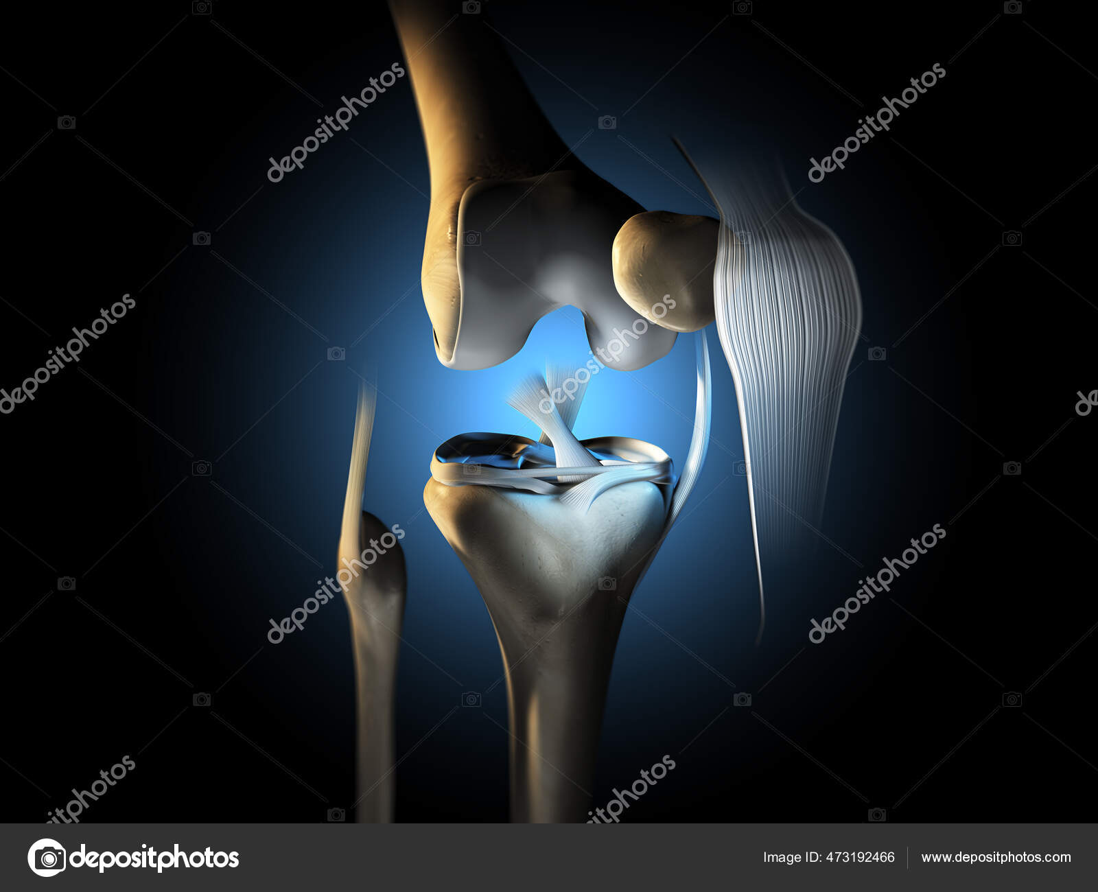 Illustration Showing Knee Joint Ligaments Meniscus Articular Cartilage
