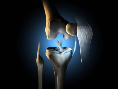 3D illustration showing knee joint with ligaments, meniscus, articular cartilage, fibula and tibia. clipart