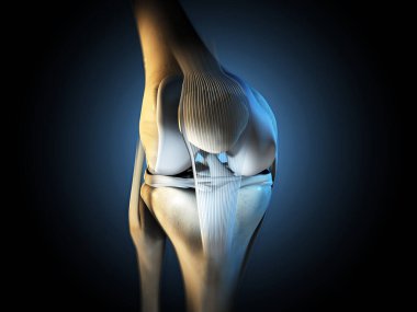 3D illustration showing knee joint with ligaments, meniscus, articular cartilage, fibula and tibia. clipart