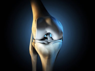 3D illustration showing knee joint with ligaments, meniscus, articular cartilage, fibula and tibia. clipart