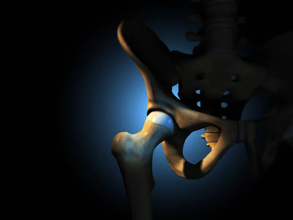 Human Hip Joint Hip Femur Cartilage — Stock Photo, Image