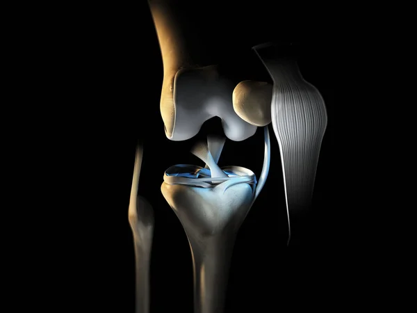 Illustration Showing Knee Joint Ligaments Meniscus Articular Cartilage Fibula Tibia — Stock Photo, Image