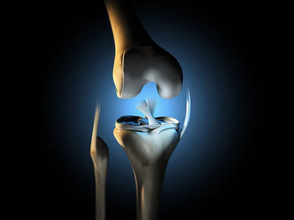 3D illustration showing knee joint with ligaments, meniscus, articular cartilage, fibula and tibia.