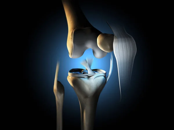 Ilustração Mostrando Articulação Joelho Com Ligamentos Menisco Cartilagem Articular Fíbula — Fotografia de Stock