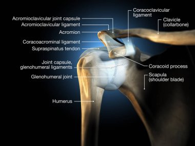 3D illustration showing human shoulder joint with bones and ligaments and capsule clipart