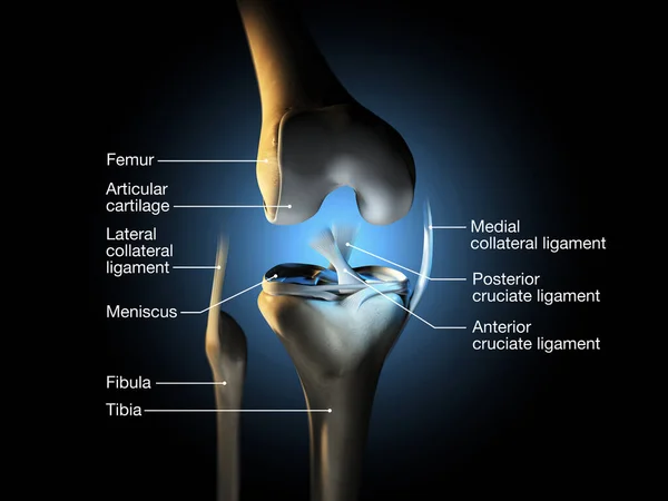 Accurate medically illustration showing knee joint with ligaments, meniscus, articular cartilage, femur and tibia.