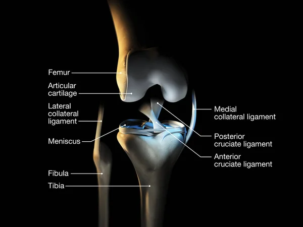 Präzise Medizinisch Illustrierte Darstellung Des Kniegelenks Mit Bändern Meniskus Gelenkknorpel — Stockfoto