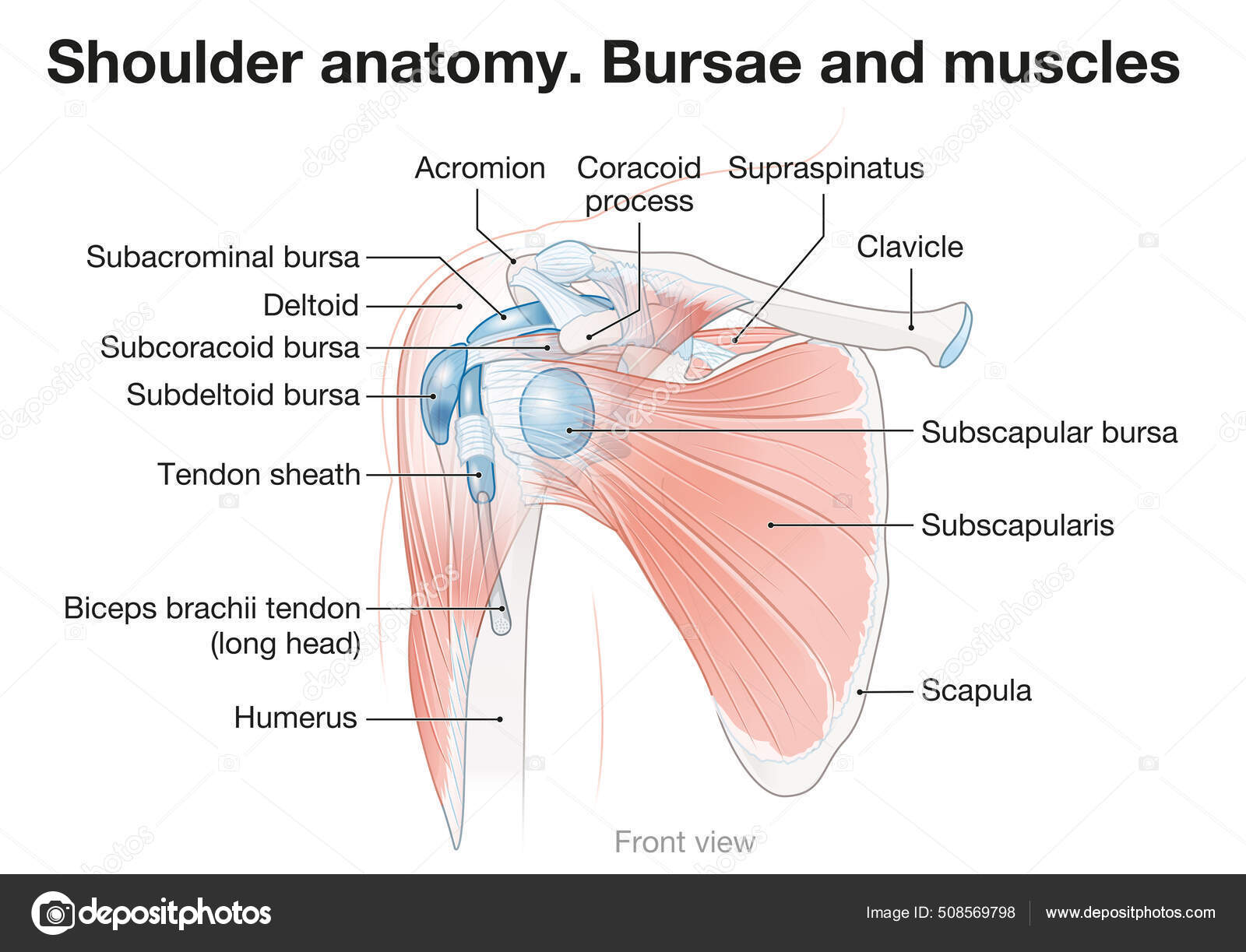 Nerf Dorsal De La Scapula